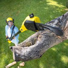 Best Lawn Disease Treatment  in Dumfries, VA