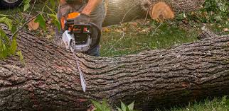 Best Tree and Shrub Care  in Dumfries, VA