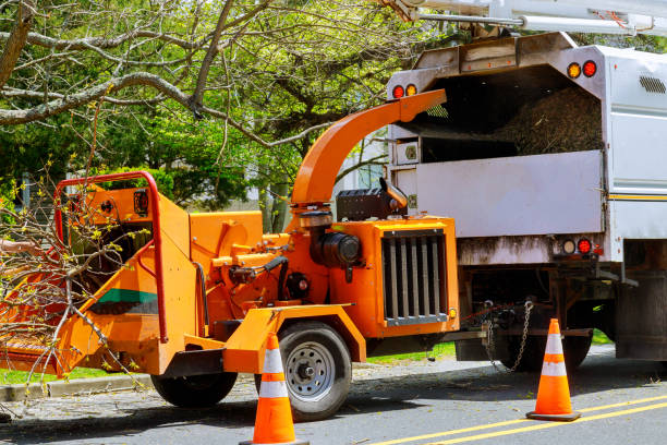 Best Root Management and Removal  in Dumfries, VA