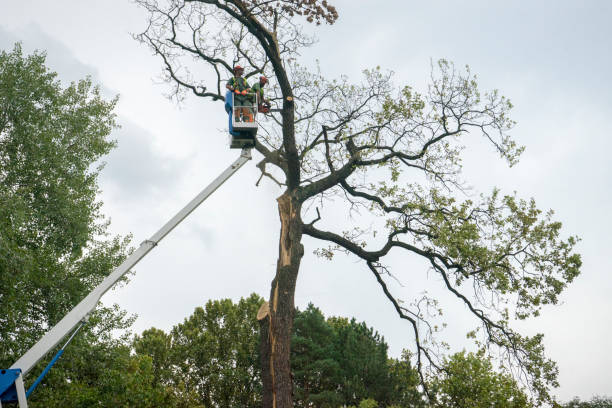 Best Leaf Removal  in Dumfries, VA