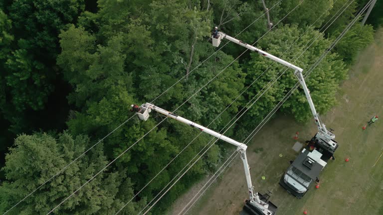 Best Utility Line Clearance  in Dumfries, VA