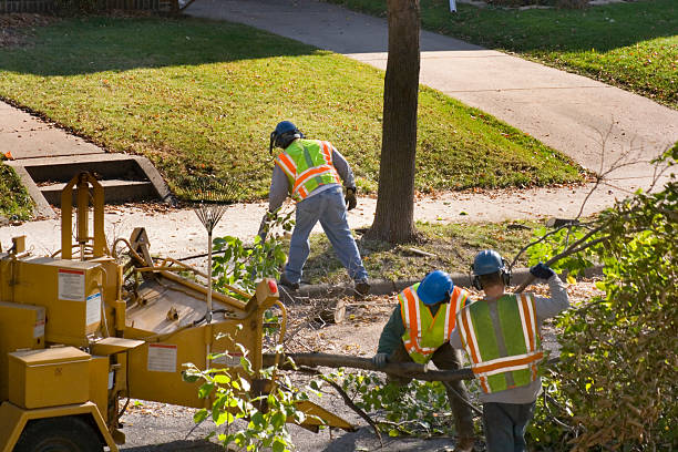 Best Lawn Renovation and Restoration  in Dumfries, VA