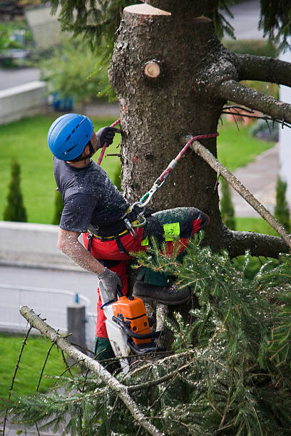 Best Stump Grinding and Removal  in Dumfries, VA