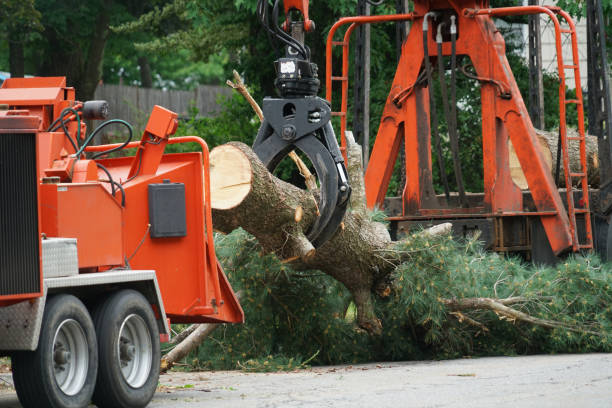 Best Tree Risk Assessment  in Dumfries, VA