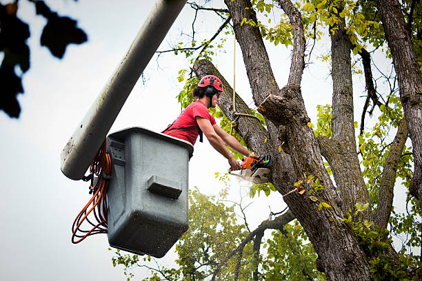 Best Hazardous Tree Removal  in Dumfries, VA